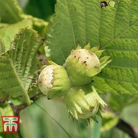 Corylus Avellana (Hedging) 2 Corylus Avellana (Hedging) - Image 2