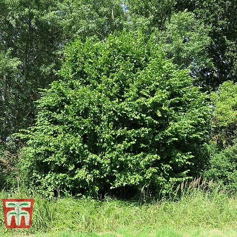 Corylus Avellana (Hedging) 1 Corylus Avellana (Hedging)