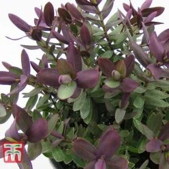 Hebe 'Super Red' 6 Hebe 'Super Red' -Garden Supplies Sale HEBE TKA0891 B