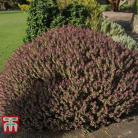 Hebe 'Super Red' 1 Hebe 'Super Red'