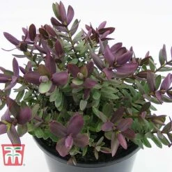 Hebe 'Super Red' 7 Hebe 'Super Red' -Garden Supplies Sale HEBE TKA0891 C