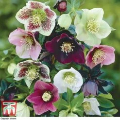 Hellebore X Hybridus 'Mixed' -Garden Supplies Sale HELL 10530 A