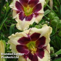 Hemerocallis Fringed Collection -Garden Supplies Sale HEME CELEBANGE S413321