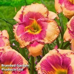Hemerocallis Fringed Collection -Garden Supplies Sale HEME HELLOSCRE S413331