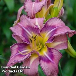 Hemerocallis Fringed Collection -Garden Supplies Sale HEME MILDREDMI L413581