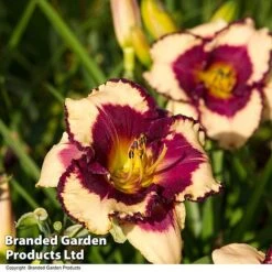Hemerocallis Fringed Collection -Garden Supplies Sale HEME TROPSURPR S413341