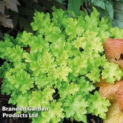Heuchera 'Lime Marmalade' -Garden Supplies Sale HEUC LIMEMARMA S40252