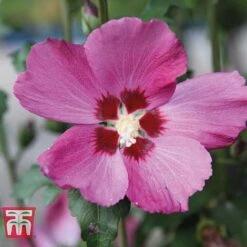 Hibiscus Syriacus 'Woodbridge' -Garden Supplies Sale HIBI T67967 A