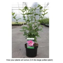 Hibiscus Syriacus 'Woodbridge' -Garden Supplies Sale HIBI T67967 B h