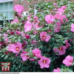 Hibiscus Syriacus 'Woodbridge' -Garden Supplies Sale HIBI T67967 D