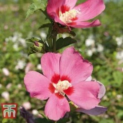 Hibiscus Syriacus 'Woodbridge' -Garden Supplies Sale HIBI T67967 F