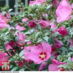 Hibiscus Syriacus 'Woodbridge' -Garden Supplies Sale HIBI T67967 G