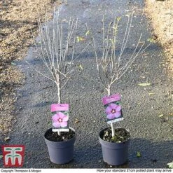 Hibiscus Syriacus 'Woodbridge' -Garden Supplies Sale HIBI T67967 H