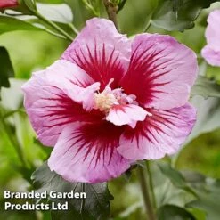 Hibiscus 'Flower Tower Purple' -Garden Supplies Sale HIBI FTOWERPUR H43876