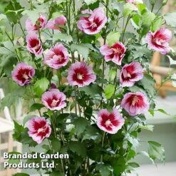 Hibiscus 'Flower Tower Purple' -Garden Supplies Sale HIBI FTOWERPUR H43877