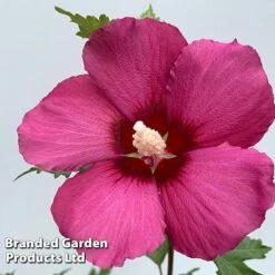 Hibiscus 'Flower Tower Collection' -Garden Supplies Sale HIBI FTOWERRUB H438801