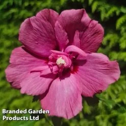 Hibiscus 'Flower Tower Ruby' -Garden Supplies Sale HIBI FTOWERRUB H43881
