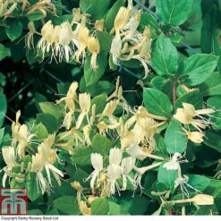 Honeysuckle 'Halliana' -Garden Supplies Sale HONE T80311 A