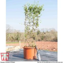 Honeysuckle 'Halliana' - Trellis -Garden Supplies Sale HONE WKB9249 F