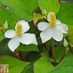 Houttuynia Cordata