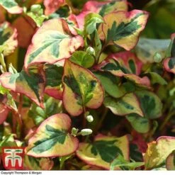 Houttuynia Cordata 'Flame' -Garden Supplies Sale HOUT T80293 D