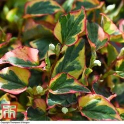 Houttuynia Cordata 'Flame' -Garden Supplies Sale HOUT T80293 E