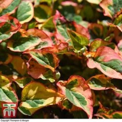 Houttuynia Cordata 'Flame' -Garden Supplies Sale HOUT T80293 F