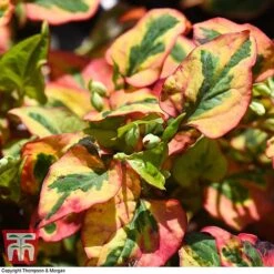 Houttuynia Cordata 'Flame' -Garden Supplies Sale HOUT T80293 G