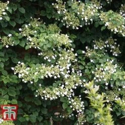 Hydrangea Petiolaris 8 Hydrangea Petiolaris -Garden Supplies Sale HYDR T57999 C1