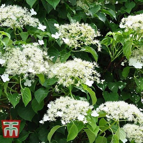 Hydrangea Petiolaris 6 Hydrangea Petiolaris - Image 6