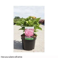 Hydrangea Macrophylla 'Rosita' -Garden Supplies Sale HYDR T66242 B h