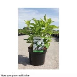 Hydrangea Macrophylla 'Soeur Therese' -Garden Supplies Sale HYDR T66244 B h