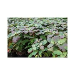 Hydrangea Quercifolia 'Snowflake' -Garden Supplies Sale HYDR T66255 A h