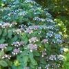 Hydrangea Serrata 'Magic Seduction Annie's Blue'
