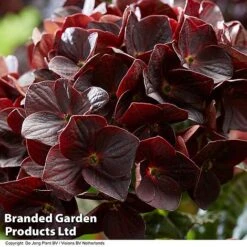 Hydrangea 'Burning Hot' -Garden Supplies Sale HYDR BURNINGHO S50585