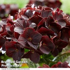 Hydrangea 'Burning Hot' -Garden Supplies Sale HYDR BURNINGHO S50586