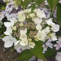 Hydrangea 'Cloudi' -Garden Supplies Sale HYDR CLOUDI S45794 NOW