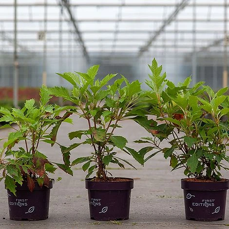 Hydrangea Quercifolia 'Ice Crystal' 2 Hydrangea Quercifolia 'Ice Crystal' - Image 2