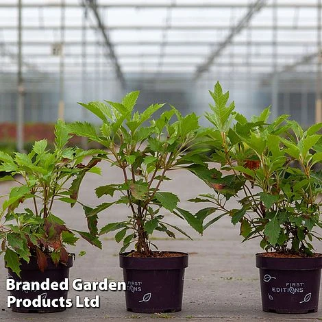 Hydrangea Quercifolia 'Ice Crystal' 1 Hydrangea Quercifolia 'Ice Crystal'