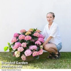 Hydrangea Macrophylla 'Pink' 10 Hydrangea Macrophylla 'Pink' -Garden Supplies Sale HYDR MACPINK7L T50414