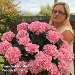 Hydrangea Macrophylla 'Pink' 8 Hydrangea Macrophylla 'Pink' -Garden Supplies Sale HYDR MACRPINK S50284