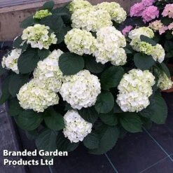 Hydrangea Macrophylla 'White' -Garden Supplies Sale HYDR MACRWHITE S50278