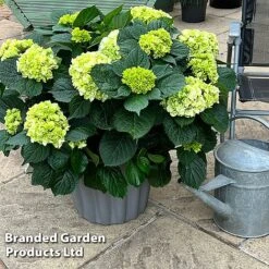 Hydrangea Macrophylla 'White' -Garden Supplies Sale HYDR MACRWHITE S50282