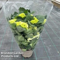 Hydrangea Macrophylla 'White' -Garden Supplies Sale HYDR MACRWHITE S50283