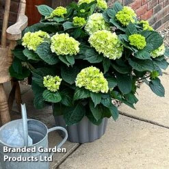 Hydrangea Macrophylla 'White' -Garden Supplies Sale HYDR MACRWHITE S5081