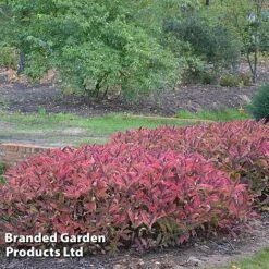 Hydrangea Serrata 'Magic Pillow' -Garden Supplies Sale HYDR MAGICPILL S34981