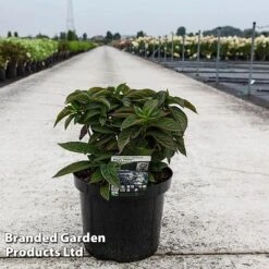 Hydrangea Serrata 'Magic Pillow' -Garden Supplies Sale HYDR MAGICPILL S45818