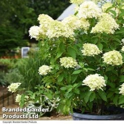 Hydrangea Paniculata 'Skyfall' -Garden Supplies Sale HYDR SKYFALL T50954