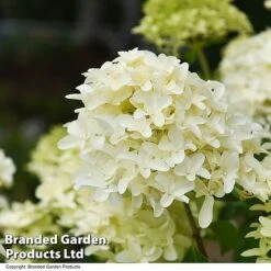 Hydrangea Paniculata 'Skyfall' -Garden Supplies Sale HYDR SKYFALL T50955