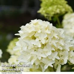 Hydrangea Paniculata 'Skyfall' -Garden Supplies Sale HYDR SKYFALL T50956